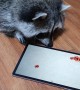 Raccoon Plays a Game on an iPad