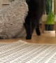 Cat Drags Bed To Better Corner