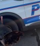 Officer Escorts Testy Turkey Off Busy Road