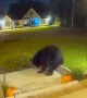 Apparently This Black Bear Is Getting Into Spooky Season Too