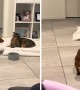 Energized Dachshund tries to befriend a grumpy cat