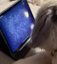 POV: You Accidently Turned Your Dog Into an iPad Kid