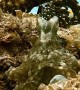 Octopus Punches Annoying Fish