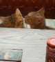 Kittens Show Each Other Love at the Table