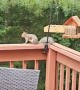 Squirrel Eats Spicy Birdseed