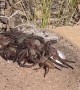 Man Comes Across a Pile of Huntsman Spiders