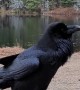 Raven Imitates Dog-like Sounds