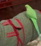 Parrot Hitches A Ride On Pooch's Back
