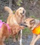 Dogs On A Hike Play Tug-of-War