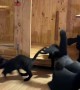 Bat Cats Fly Away From Enclosure