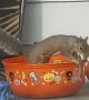 Squirrel In Halloween Candy Bowl
