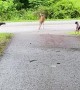 Dogs Interact With Doe