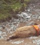 Golden Retriever Rests In Mud Puddle