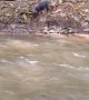Little Pig Jumps Into River to Join the Party