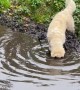 Golden Puppies Can't Resist Mud Puddle