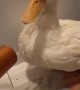 Blow Drying a Duck After Bath Time