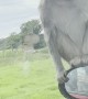 Monkeys Attack Car During Drive-Through Safari