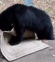 Bear Cub Swipes A Rug