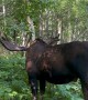 Moose Yoga In The Woods