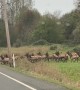 Elk Herd Crossing The Highway