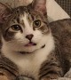 Kitten Does Silly Tongue Wiggles at the Camera