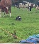 Dog Shows The Cows Who They're Up Against