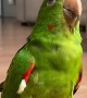Parrot Adapts To Prosthetics