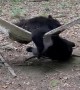 Two Bears Discover a Hammock