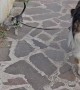 Dog Walks His Cat