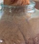 Cat Squeezes Into Narrow-Mouthed Vase