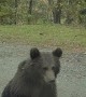 Bear Trio Surrounds Car On Trasfagarasan