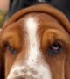 Basset Hound Can Play Peek-a-Boo With Her Own Face