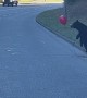 Black Bear Cub Plays With Red Balloon