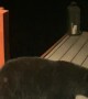 Black Bear Loses Balance On Adirondack Chairs