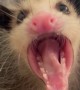 Spicy Baby Opossum