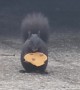 Squirrel Nibbles On Cookie
