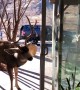 Mounted Deer Head Attracts Buck's Attention