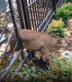 Police rescue deer trapped between bars of metal fence