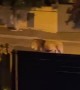 Shocking moment as lion casually walks among the streets of Ladispoli, Italy 