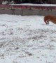 Prancing Through The Snow