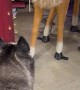Husky Gets Upset Store Reindeer Won't Play