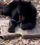 It's the Bear's Rug Now