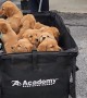 Vet Checkup for 12 Golden Retriever Puppies