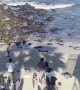 Sea Lions Chase Away Tourists