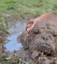 Bulldog Takes a Mud Bath