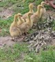 Noisy Cobra Chickens Adopt Goslings