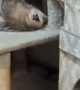 Possum crashes cat hotel in garage