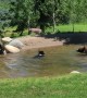 Playful Bear Cubs Swim in Backyard Pond