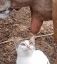 Kitty Craves Cow's Milk