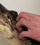 Pet Alligator Takes a Bath
